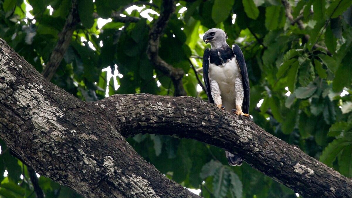 DOL - Diário Online